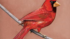 Birds Northern Cardinal