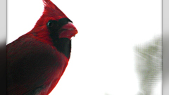 Birds Northern Cardinal