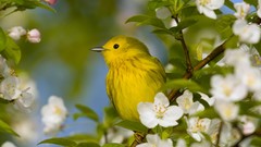 Birds Ohio white flowers yellow warbler