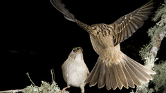 Birds oiseaux vogel bird