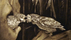 Birds Owls artwork