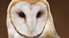 Birds Owls barn owl