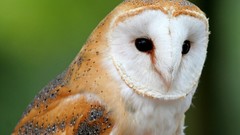 Birds Owls barn owl