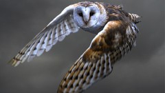 Birds Owls barn owl