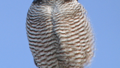 Birds Owls eule hibou