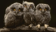 Birds Owls owlet baby