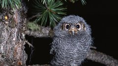 Birds Owls owlet baby