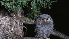 Birds Owls owlet baby