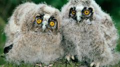 Birds Owls owlet baby