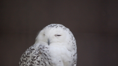 Birds Owls snowy owl