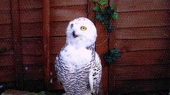 Birds Owls snowy owl