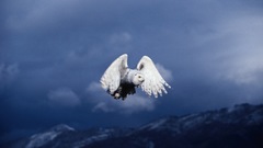 Birds Owls snowy owl