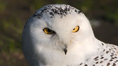 Birds Owls snowy owl
