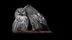 Birds Owls strix nebulosa
