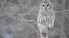 Birds Owls White Owl