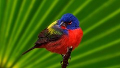 Birds Painted Bunting