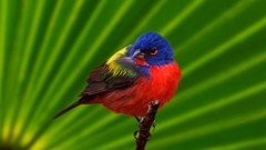 Birds Painted Bunting
