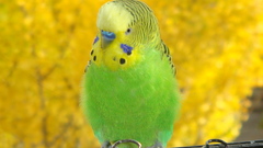 Birds parakeets budgerigar