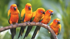 Birds parakeets sun conure