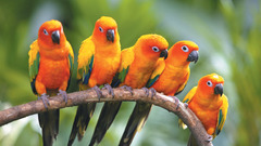 Birds parakeets sun conure