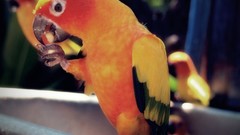 Birds Parrots Birdcage