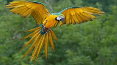 Birds Parrots Blue-and-yellow Macaws