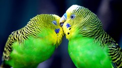 Birds Parrots budgerigar parakeets