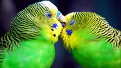 Birds Parrots budgerigar parakeets