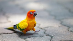 Birds Parrots cobblestones parakeets sun conure conures