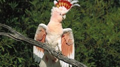 Birds Parrots cockatoo