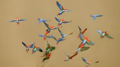 Birds Parrots flying peru National Scarlet Macaws