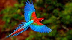 Birds Parrots flying Scarlet Macaws