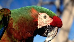 Birds Parrots hybrid