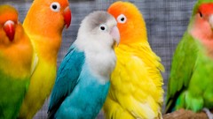 Birds Parrots love bird