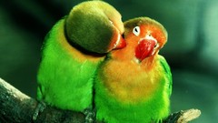 Birds Parrots love bird