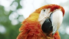 Birds Parrots macaw