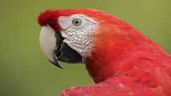 Birds Parrots macaw amazon peru portraits Scarlet Macaws