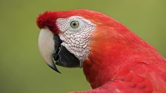 Birds Parrots macaw amazon peru Scarlet Macaws