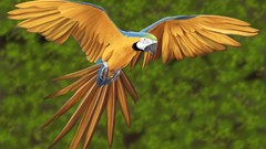 Birds Parrots macaw artwork Blue-and-yellow Macaws