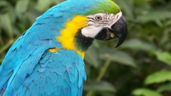 Birds Parrots macaw Blue-and-yellow