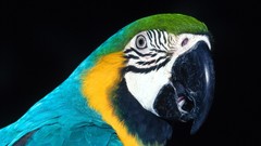 Birds Parrots macaw Blue-and-yellow