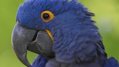 Birds Parrots macaw Hyacinth Macaw
