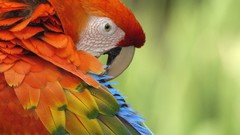 Birds Parrots macaw multicolor Scarlet Macaws