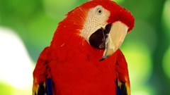 Birds Parrots macaw Scarlet Macaws