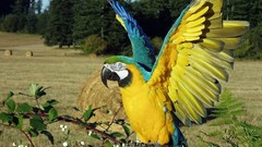 Birds Parrots macaw wildlife Blue-and-yellow Macaws
