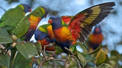 Birds Parrots multicolor rainbow lorikeet