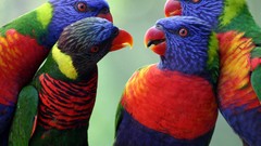 Birds Parrots national geographic rainbow lorikeet