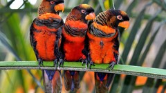 Birds Parrots parakeets