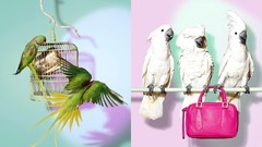 Birds Parrots purses