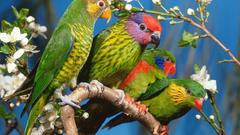 Birds Parrots rainbow lorikeet